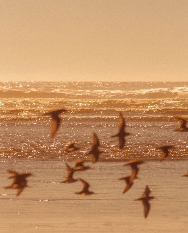 Birds flying over the ocean at sunset